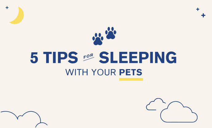 Five Tips for Sleeping with Your Pet